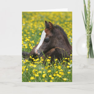 Carte Bob Langrish Foal De Pony Gallois Reposant Dans