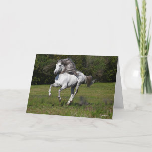 Carte Bob Langrish Gray Andalucian Stallion Courir