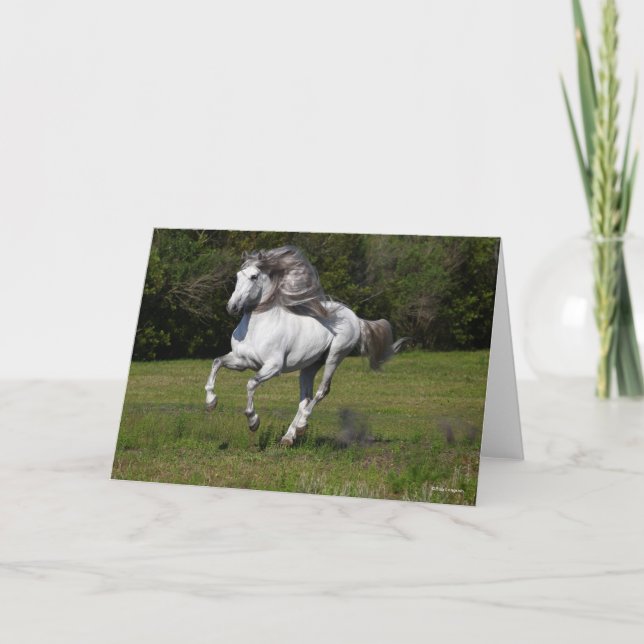 Carte Bob Langrish | Gray Andalucian Stallion Courir (Devant)