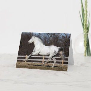 Carte Bob Langrish Gray Andalucian Stallion Courir