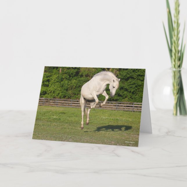 Carte Bob Langrish | Gray Andalucian Stallion Leaping (Devant)