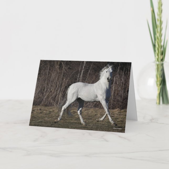 Carte Bob Langrish | Gray Andalucian Stallion Walking (Devant)