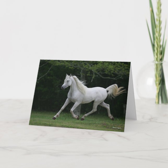 Carte Bob Langrish | Gray Arab Running (Devant)