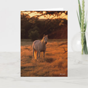 Carte Bob Langrish   Gray Arab Standing au coucher du so
