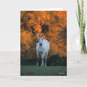 Carte Bob Langrish   Gray Warmblood Standing Automne