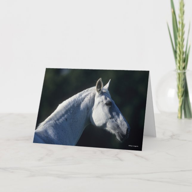 Carte Bob Langrish | Gray Warmblood Standing Headshot (Devant)