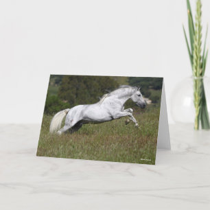 Carte Bob Langrish Grey Andalou saute à travers l'herbe