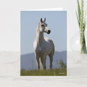 Carte Bob Langrish   Grey Arab Stallion Standing