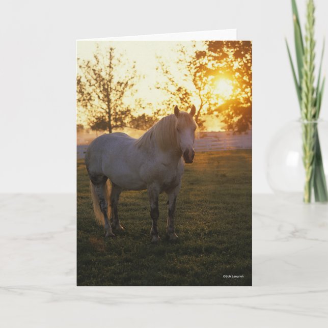 Carte Bob Langrish | Grey Percheron Standing In Sunset (Devant)