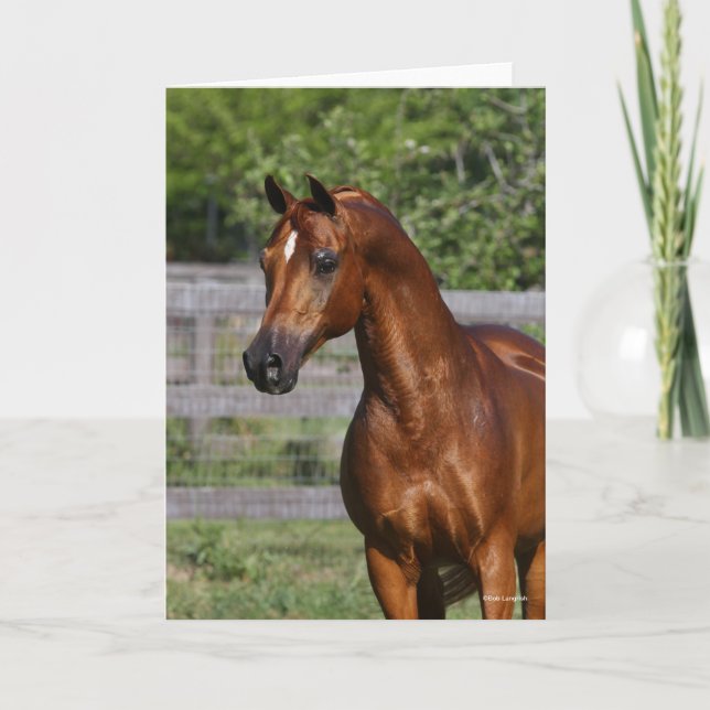 Carte Bob Langrish | Gros plan arabe Stallion debout (Devant)