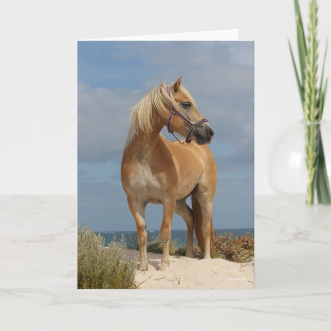 Carte Bob Langrish | Haflinger Debout Sur La Plage (Devant)