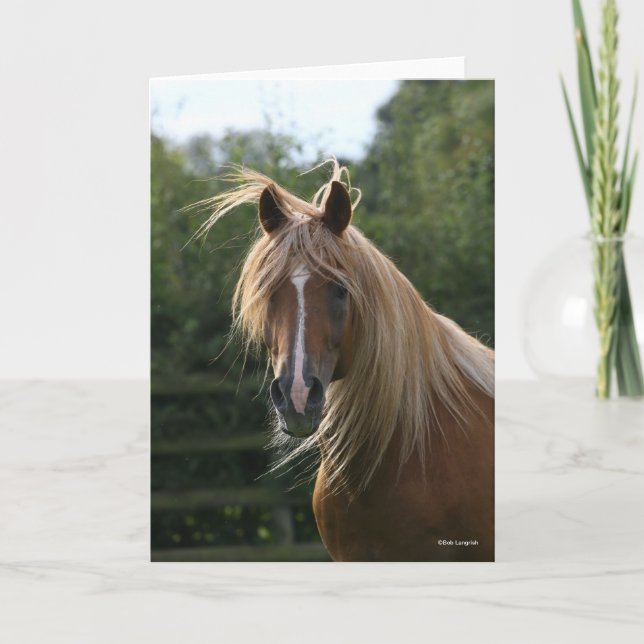 Carte Bob Langrish | Headshot de l'étalon arabe (Devant)