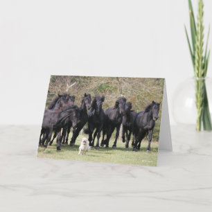 Carte Bob Langrish   Herd Black Meren Cheval et Chien