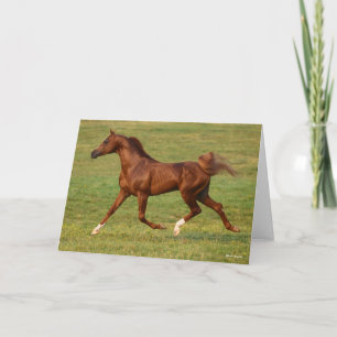 Carte Bob Langrish   L'étalon arabe châtaigner en marche