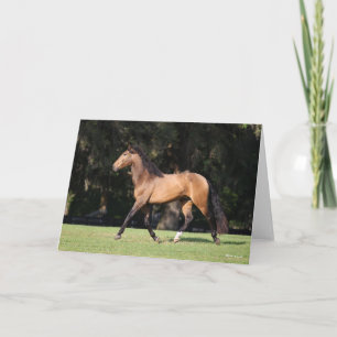 Carte Bob Langrish   Light Bay Lusitano Running