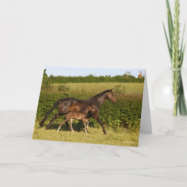 Carte Bob Langrish | Mare de sang chaud et marche du pou (Devant)