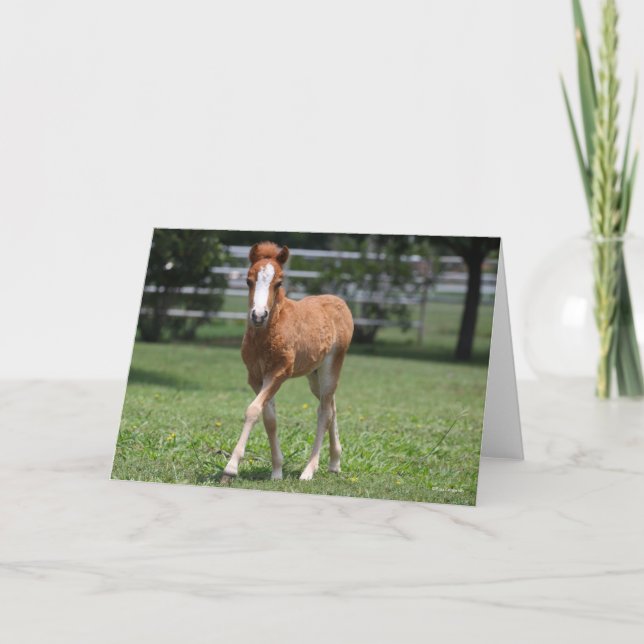 Carte Bob Langrish | Miniature Pony Foal Walking (Devant)