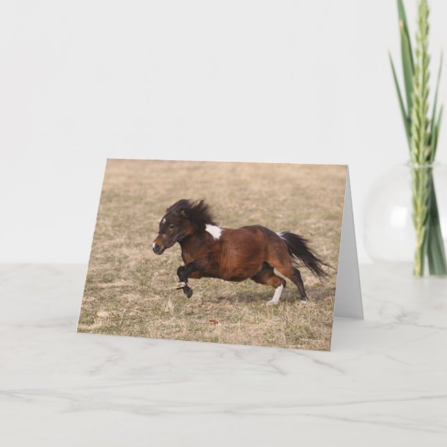 Carte Bob Langrish | Miniature Pony Running Fast (Devant)