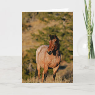 Carte Bob Langrish   Mustang Horse Standing