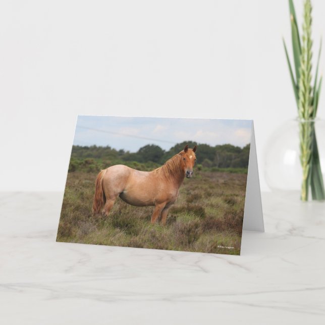 Carte Bob Langrish | Nouveau poney forestier debout dans (Devant)