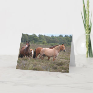 Carte Bob Langrish Nouveaux poneys forestiers et poula