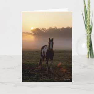Carte Bob Langrish   Paint Horse Debout Mist Sunrise