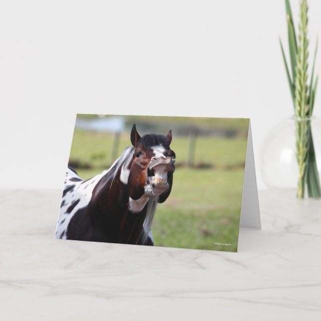 Carte Bob Langrish | Paint Horse Stallion Flehmen (Devant)