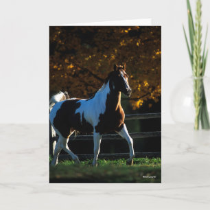 Carte Bob Langrish   Paint Horse Walking Backlight Autom