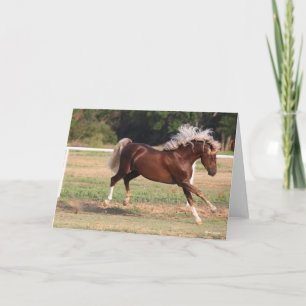 Carte Bob Langrish   Palomino Morgan Horse Bucking