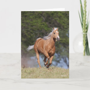 Carte Bob Langrish Palomino Quarter Cheval Courir