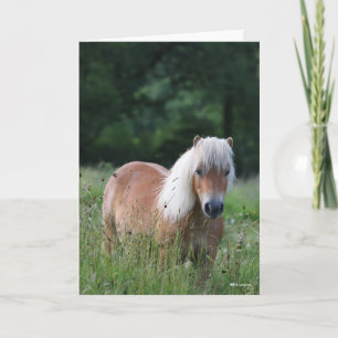 Carte Bob Langrish   Palomino Shetland Debout Dans L'Her