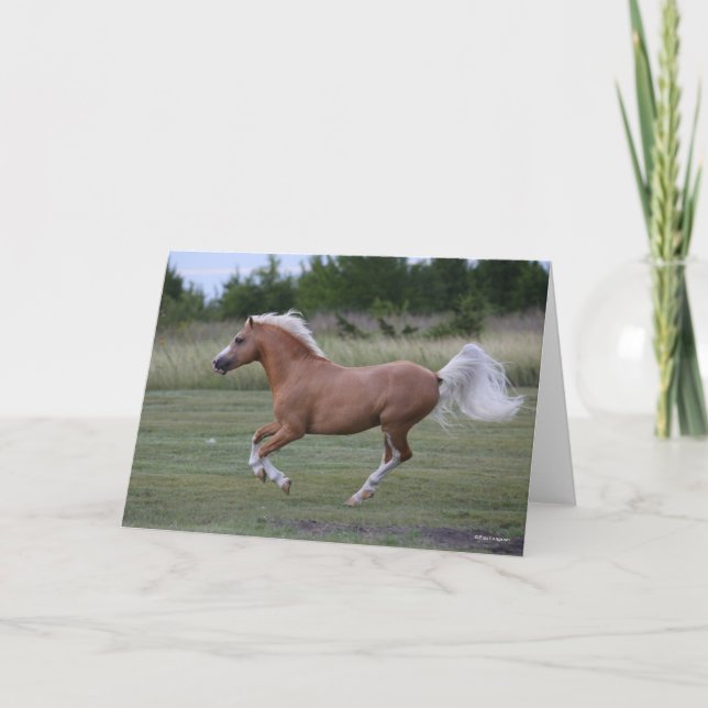 Carte Bob Langrish | Palomino Welsh Pony Running (Devant)