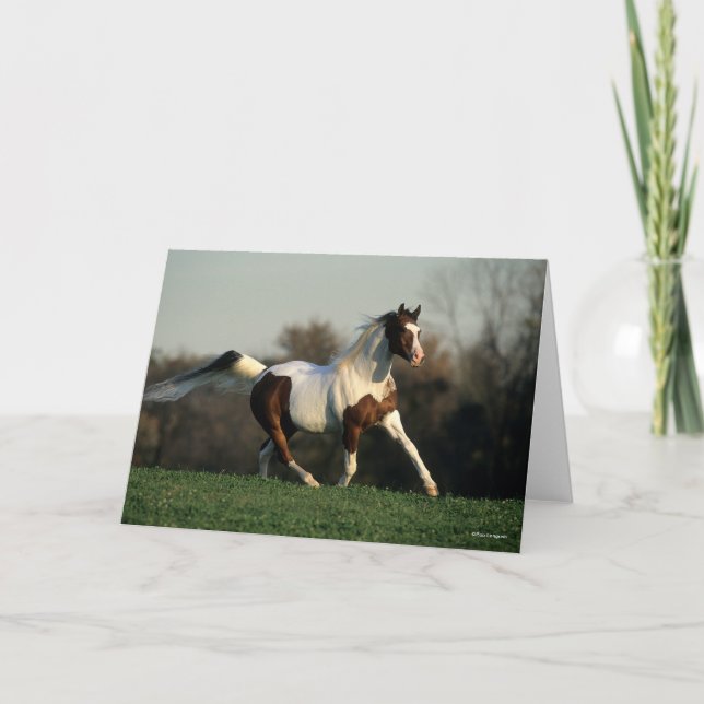 Carte Bob Langrish | Pinto Arab Mane and Tail Flowing (Devant)