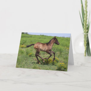 Carte Bob Langrish   Quart Horse Foal Running