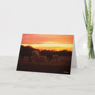 Carte Bob Langrish Quatre chevaux pâturant au coucher