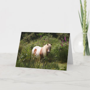 Carte Bob Langrish Shetland Pony Debout En Fleurs