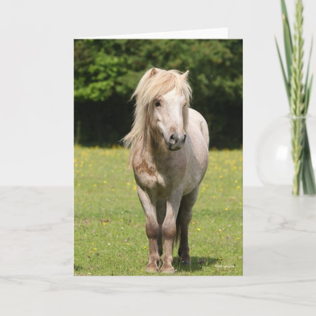 Carte Bob Langrish | Shetland Pony Standing (Devant)
