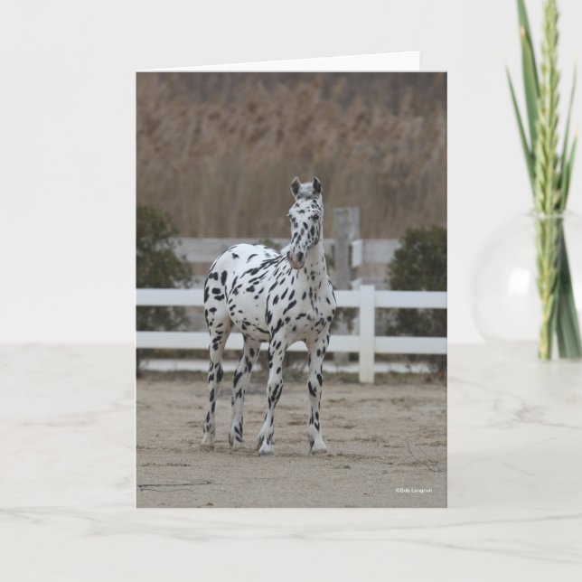 Carte Bob Langrish | Spotty Appaloosa Friesian Standing (Devant)