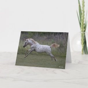 Carte Bob Langrish Spotty Pony of America Leaping