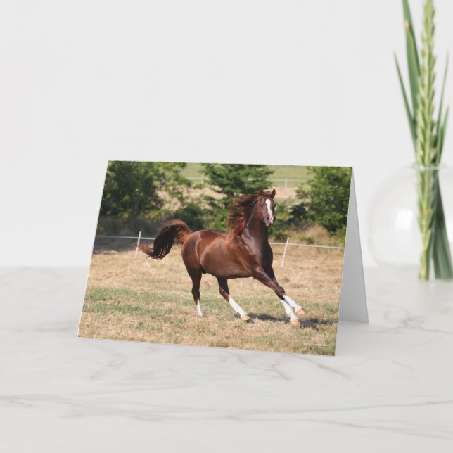 Carte Bob Langrish | Stallion arabe châtaignier courant  (Devant)