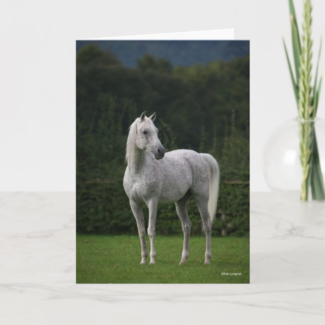 Carte Bob Langrish | Stallion arabe gris debout (Devant)