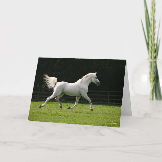 Carte Bob Langrish | Stallion arabe gris en marche (Devant)