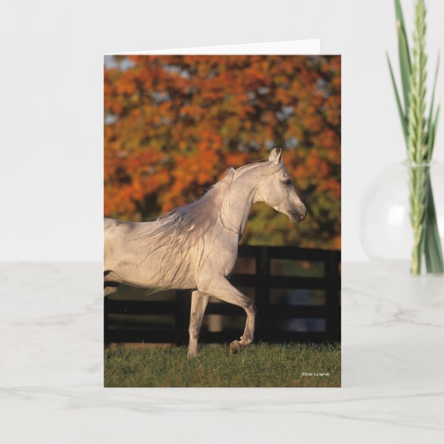 Carte Bob Langrish | Stallion arabe gris marche automne (Devant)