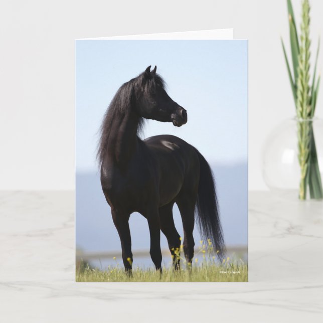 Carte Bob Langrish | Stallion arabe noire debout (Devant)