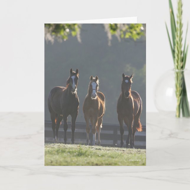 Carte Bob Langrish | Three Quarter Horse Youngsters (Devant)