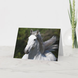 Carte Bob Langrish Tirage d'un stallion andalou gris