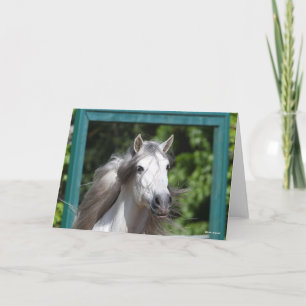 Carte Bob Langrish Tirage d'un stallion andalou gris