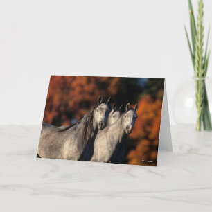 Carte Bob Langrish Trois Arabes gris se rassemblent