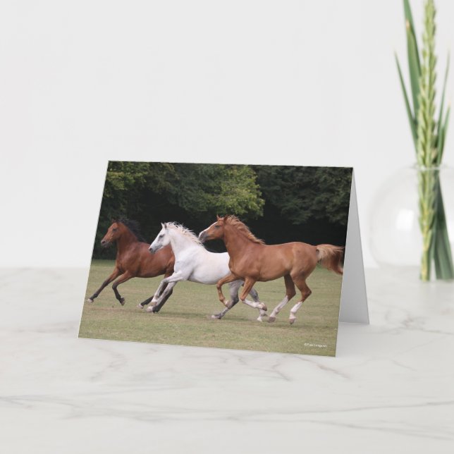 Carte Bob Langrish | Trois Chevaux Arabes Courant Ensemb (Devant)