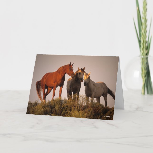 Carte Bob Langrish Trois Chevaux Arabes Debout Au Couche (Devant)